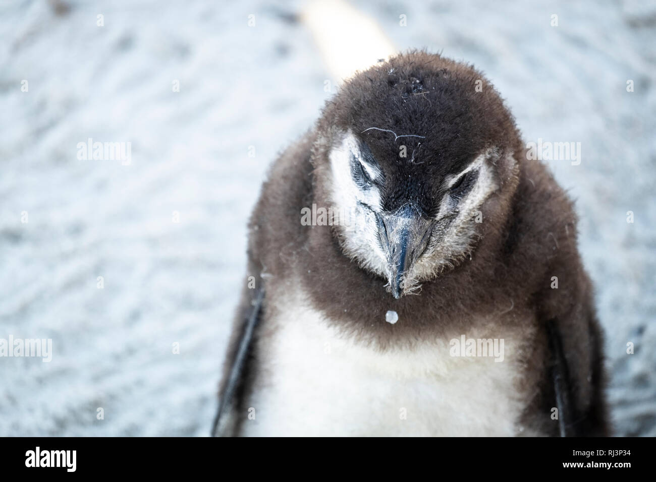 Pinguin Küken am Strand Stockfoto
