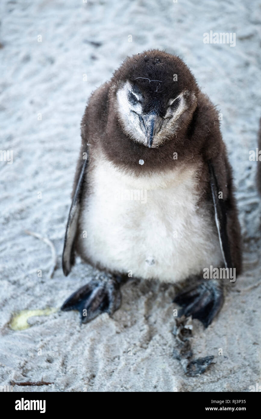 Pinguin Küken am Strand Stockfoto