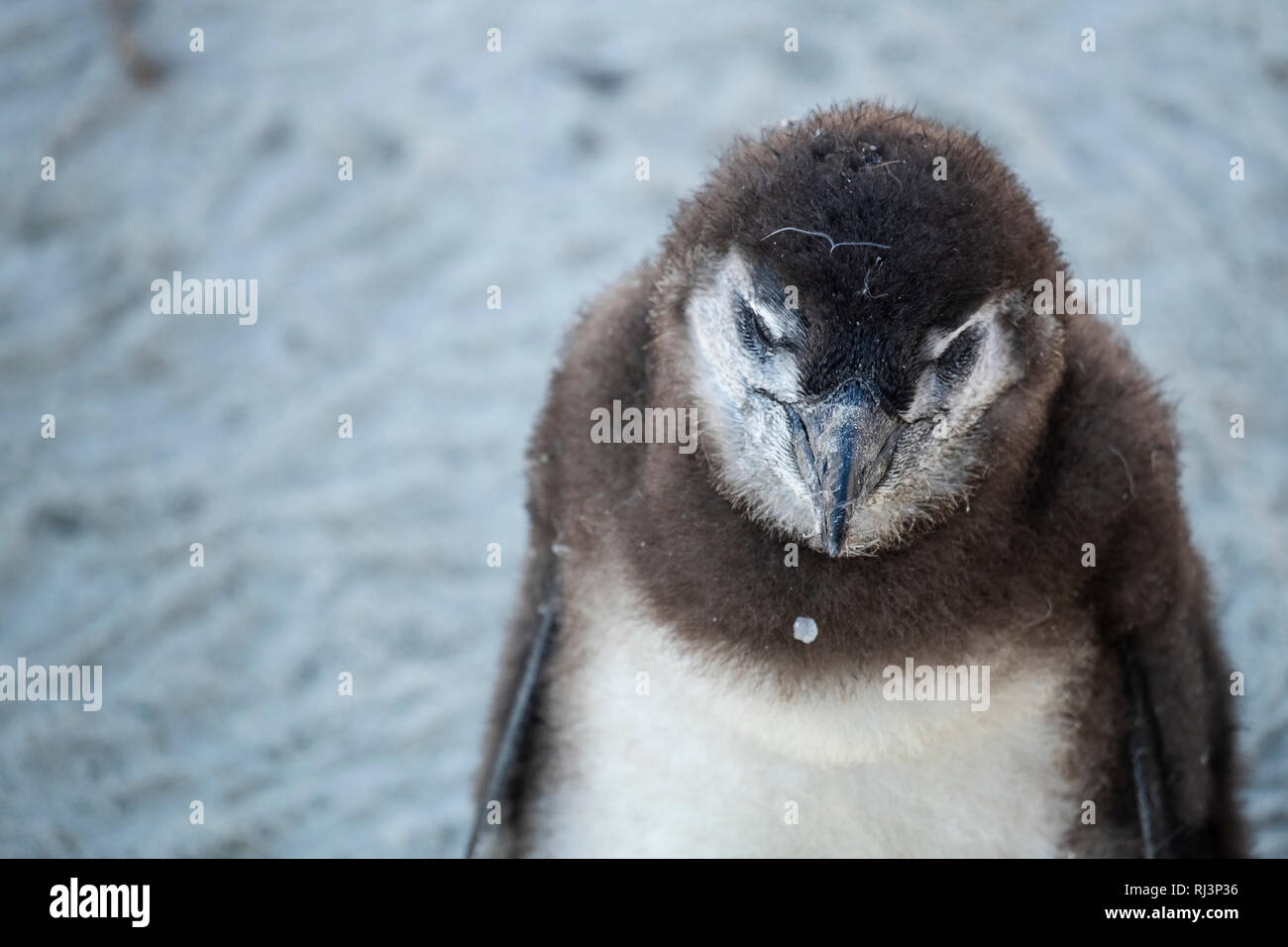 Pinguin Küken am Strand Stockfoto