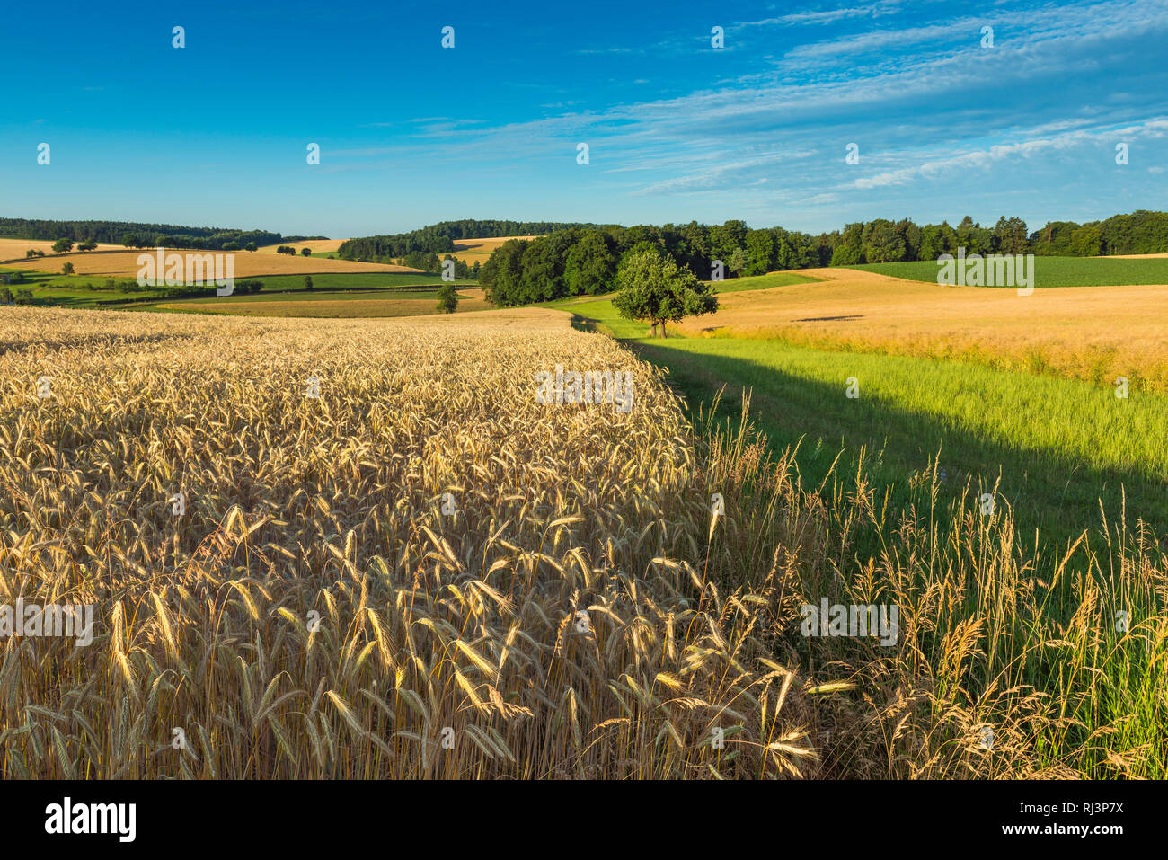 Landschaft mit Roggen Feld im Sommer, Reichartshausen, Miltenberg, Bayern, Deutschland Stockfoto