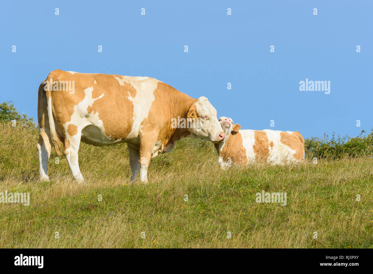 Kuh mit Kalb, Rubjerg Knude, L ¯ kken, Lokken, Nordjütland, Dänemark Stockfoto