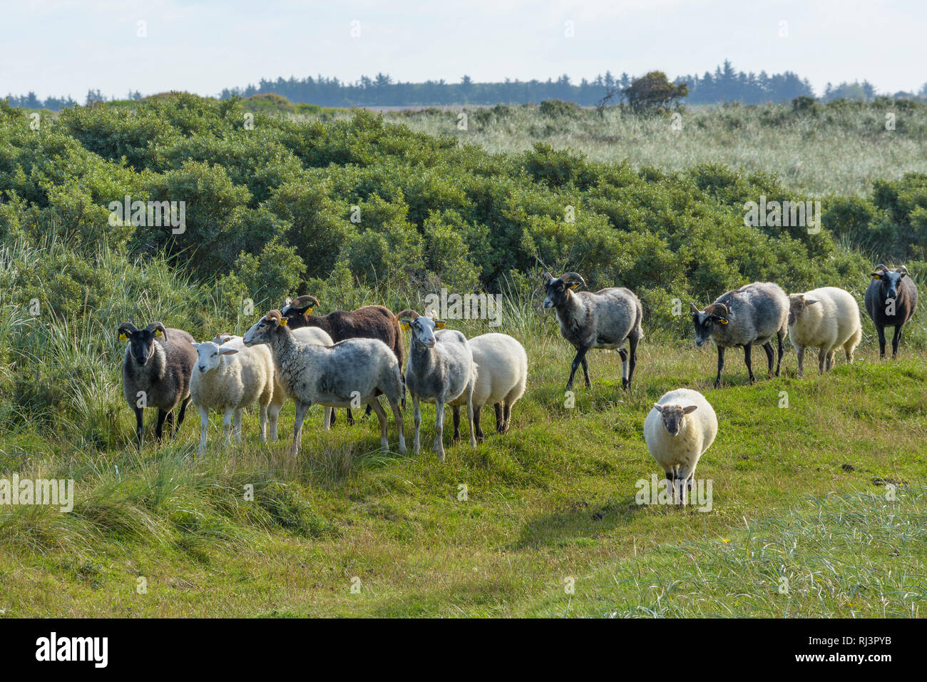 Schafe und Ziegen der Herde, Rubjerg Knude, L ¯ kken, Lokken, Nordjütland, Dänemark Stockfoto