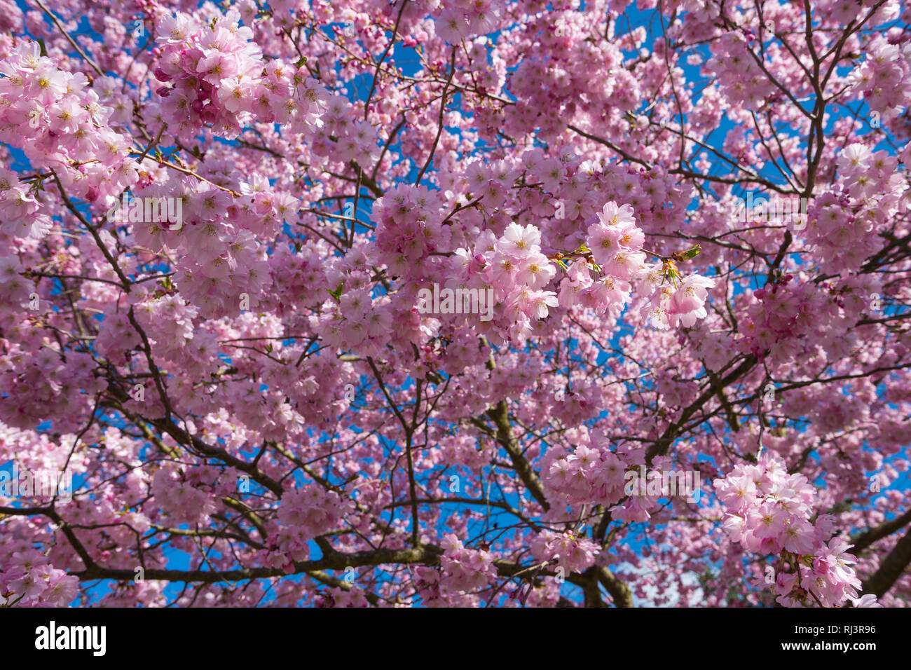 Rosa Kirschblüten im Frühling gegen den blauen Himmel, Baden-Württemberg, Deutschland Stockfoto