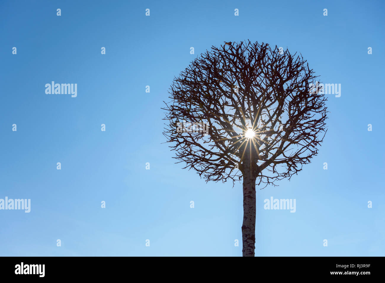 Baum geschnitten als Kugel in der Form mit Sonne, Bayern, Deutschland Stockfoto