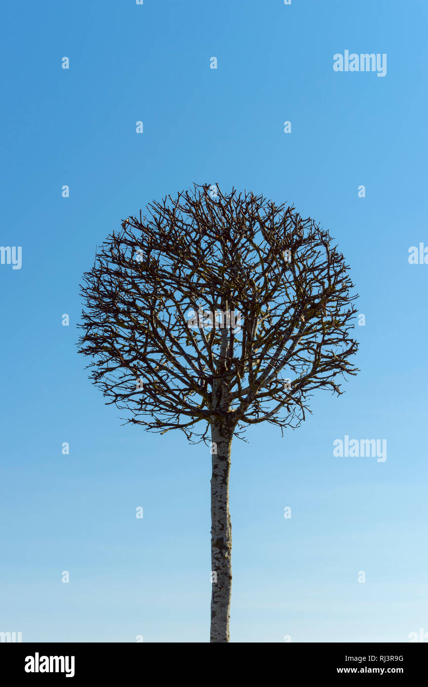 Baum geschnitten als Kugel in Form, Bayern, Deutschland Stockfoto