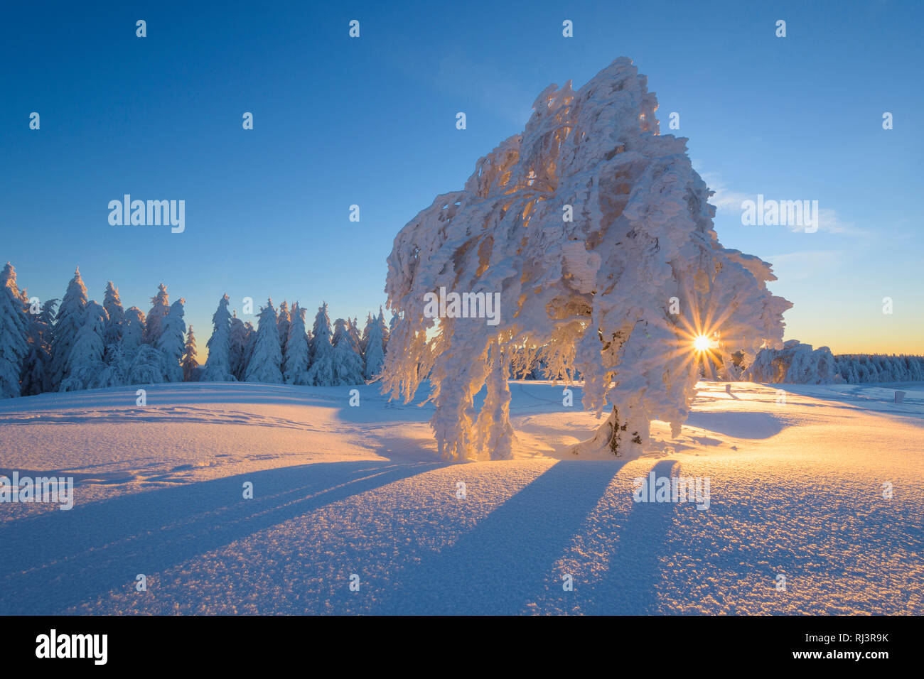 Schnee bedeckt Buche, Winbuche, bei Sonnenaufgang im Winter, Schauinsland, Schwarzwald, Freiburg im Breisgau, Baden Württemberg, Deutschland Stockfoto