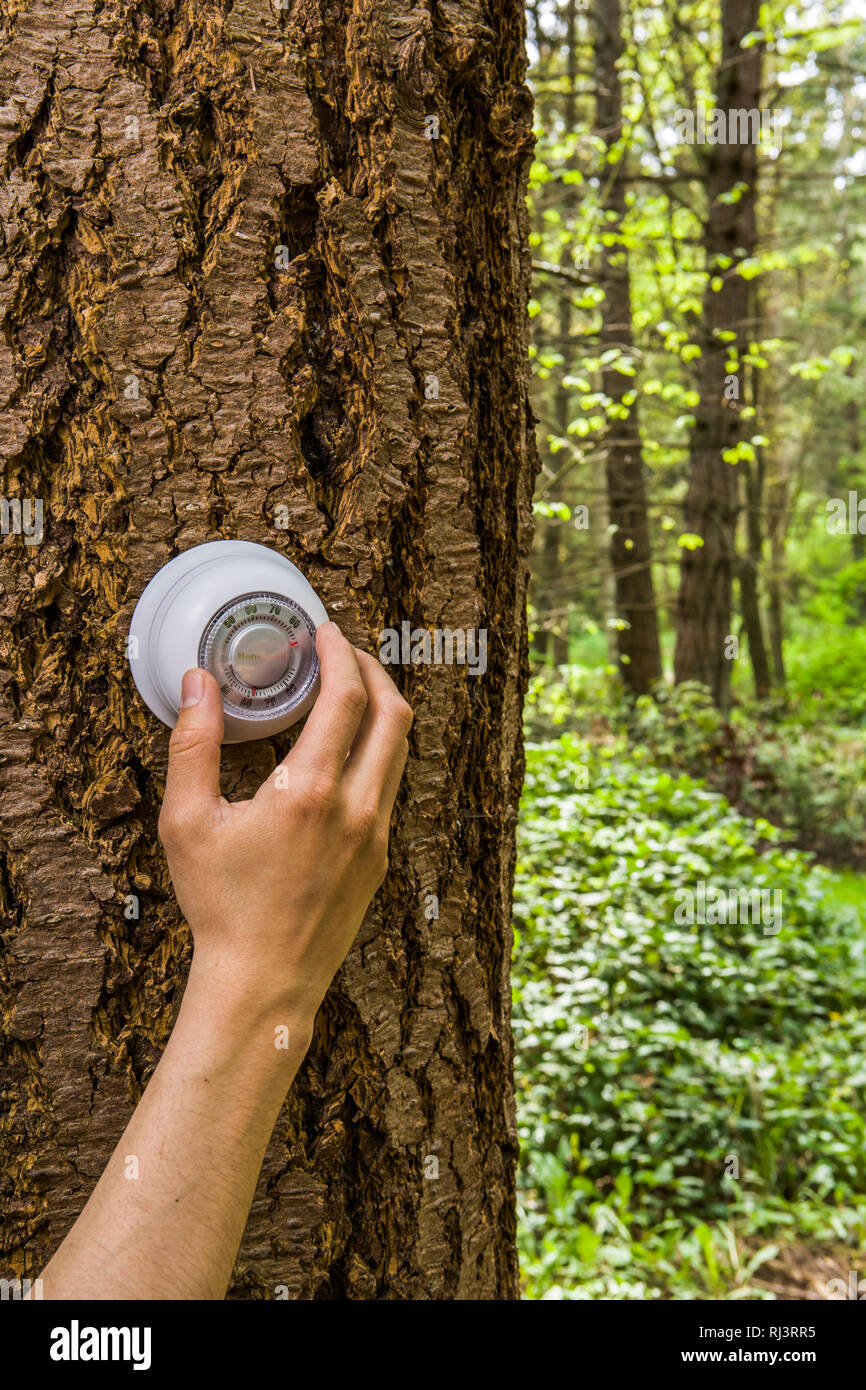 Eine menschliche Hand Einstellen eines Thermostaten auf einem Baum in einem Wald. Die globale Erwärmung Konzept. Drehen Sie die Hitze. Stockfoto