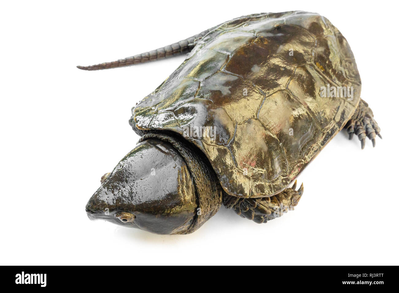 Schildkröte "Platysternon megacephalum" auf einem weißen Hintergrund, ist eine süßwasserschildkröte, fleischfressende, Platysternon megacephalum. Stockfoto