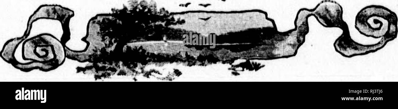 . Das große Spiel von Nordamerika [microform]: seine Gewohnheiten, Habitat, spukt, und Eigenschaften: Wie, Wann und Wo Es zu jagen. Jagd; Jagd; Big Game Big game Jagd; Jagd; Chasse; Chasse; Chasse Au Gros gibier; Chasse Au Gros gibier. 278 HKi (iAMK von NOHTII AMKIIICA. Ich Mi! Und Fangen von Zuckerrohr, und der Schrei der Hunde, gab mir den Buck - wechselfieber schrecklich. Ich hatte Angst, dass der Bär nicht Vergehen nie. Aber ein paar Minuten vergangen, bevor ich jedoch sah die Zuckerrohr- und Schnee und Eiszapfen geschnappt und beiseite geschoben, und nicht zehn Fuß von mir gehetzt, die große, wilde Tier. Ich glaube nicht, dass liegen sah, m Stockfoto