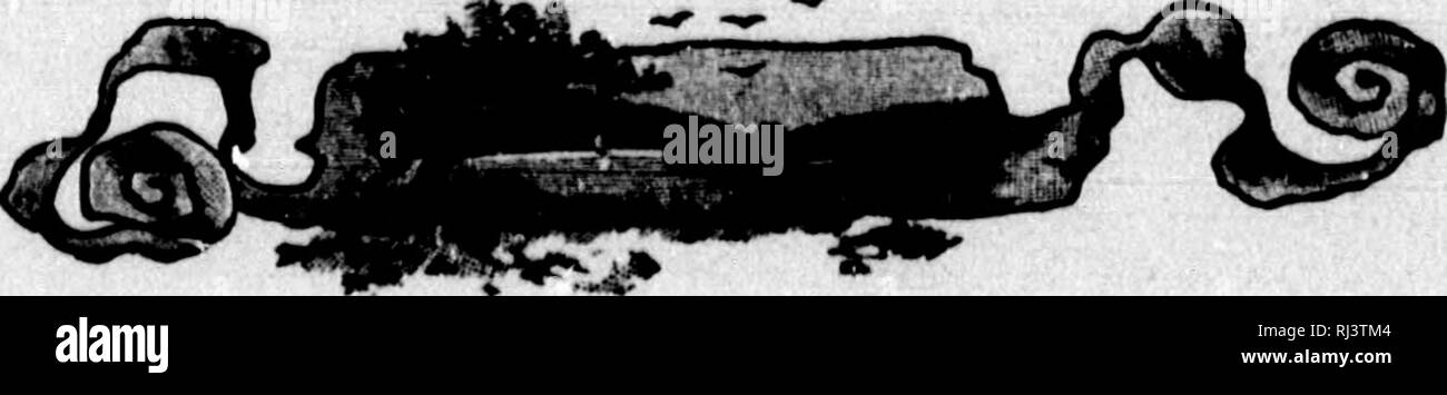 . Das große Spiel von Nordamerika [microform]: seine Gewohnheiten, Habitat, spukt, und Eigenschaften: Wie, Wann und Wo Es zu jagen. Jagd; Jagd; Big Game Big game Jagd; Jagd; Chasse; Chasse; Chasse Au Gros gibier; Chasse Au Gros gibier. 278 BIO SPIEL VON NORDAMERIKA. ? Und Fangen von Zuckerrohr, und der Schrei der Hunde, gab mir den Buck - wechselfieber schrecklich. Ich hatte Angst, dass der Bär nicht Pass durch mich. Aber ein paar Minuten vergangen, bevor ich jedoch sah die Zuckerrohr- und Schnee und Eiszapfen geschnappt und beiseite geschoben, und nicht zehn Fuß von mir gehetzt, die große, wilde Tier. Ich glaube nicht, dass er mich gesehen hat. Ich gefeuert Stockfoto