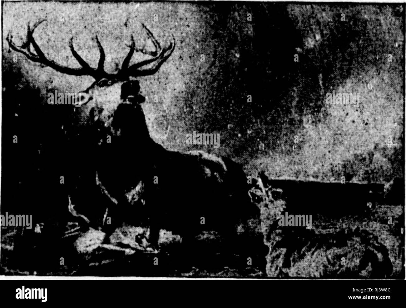 . Das große Spiel von Nordamerika [microform]: seine Gewohnheiten, Habitat, spukt, und Eigenschaften: Wie, Wann und Wo Es zu jagen. Jagd; Jagd; Big Game Big game Jagd; Jagd; Chasse; Chasse; Chasse Au Gros gibier; Chasse Au Gros gibier. TlIK IHXTINO JCLK-IX. Olympischen Berge. (9 Ich hatte auch das Glück, drei Elk zu töten. Wir liacl keine Lust mehr zu töten, und früh am nächsten Morgen dis-a Runner in dem indischen Dorf für Männer gepatcht zu kommen und Cai in das Fleisch ly. ^ Vllile ve wurden in das Enthäuten und Vierteilung des Spiels, gegen Mittag einen Shout läutete das approaoli eines l) hito Stockfoto