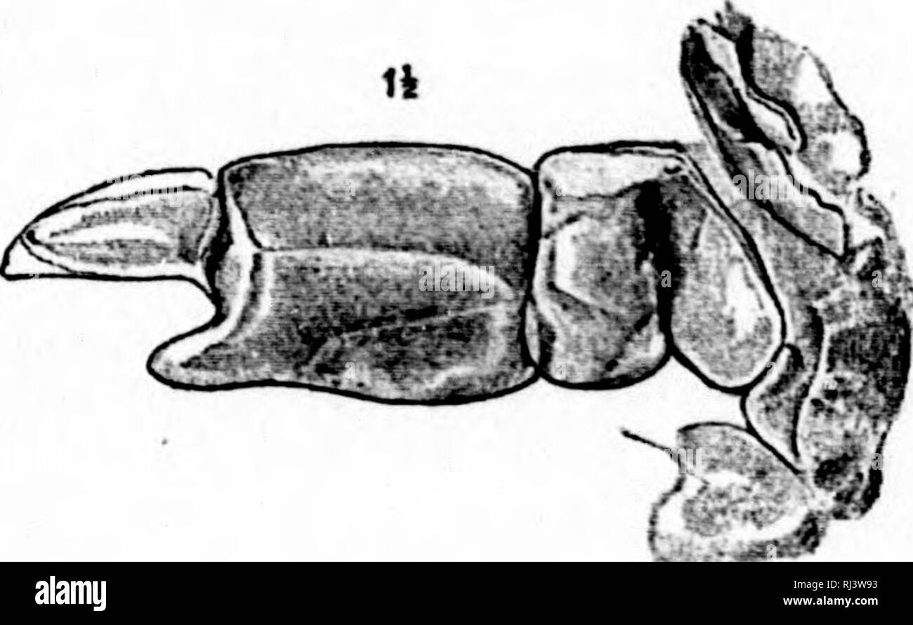 . Auf einigen podophthalmatous Crustaceen aus der Kreidezeit Bildung von Vancouver und Queen Charlotte Islands [microform]. Crustacea, Fossil; Crustacés Fossilien. Vol.52.] AUS BRITISH COLUMBIA. 223 I. MACRURA. Stamm Thalassinidea. Familie Callianassida?. Gattung Caelianassa, Lauge, 1814. 1. ^ Whiteavesii Callianassa sp. nov. (Abbn. 1 "Fe 2.) Allgemeine Berührungen des Körpers extrem dünn, oder Semimembranous, außer das erste Paar der Fuß, der sich durch eine harte Abdeckung geschützt sind. Vordere Füße (chelipeds) sehr ungleichen; Länge des größeren Extremität 3 i) Millim.; Breite 9 Millim.; Der dactylus ist gerade, und ist 9. Stockfoto