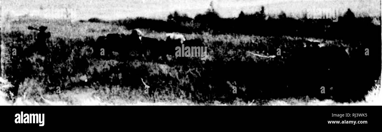. Das Land der muskeg [microform]. Jagd; Chasse. "W-ii-p M, 64 Tin-LAM) Oi-Tin-. MlSKi: (Ich feines Stück offenen Landes, trocken und fruchtbar. Vor vielen Jahren, der Biber Indian Chief, Pouce Coupee, siedelten sich hier mit rund 500 Anhänger, die Konstituiert sich als eigenen Stamm. Aber das Fieber brach unter Ihnen, und wenn Ihr Chef gerade von seiner Jagd ein Winter fand er ihre Logen leer und ihre Körper liegen rund um die Asche der Camp-Brände, halb durch die Wölfe und cayotes gegessen. Der blühenden Kolonie nicht f I" "Ich. 'Tin -; GKASS WAR I. ONi; AMI VI. HV Stockfoto