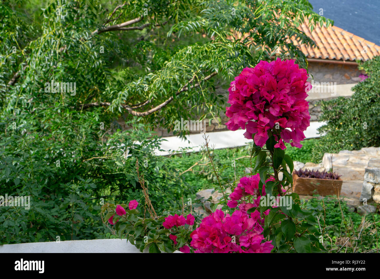 Aus kalten Toronto war es ein besonderes Vergnügen schöne voll erblühte Büsche von Bougainvilleas auf Hydra zu sehen Stockfoto