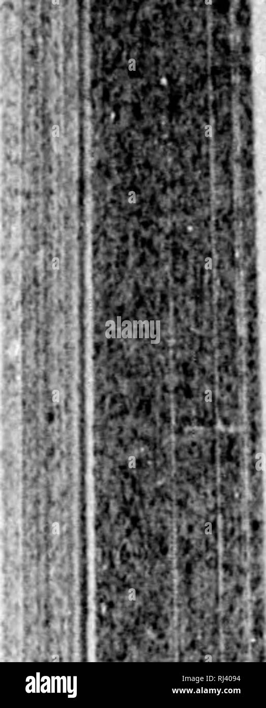 . Auf der Cambrian Faunen der Nordamerika [microform]: Vorstudien. Paläontologie; Arthropoda, Fossil; Arthropoda, Fossil; PalÃ © Ontologie; Arthropodes Fossilien; Arthropodes Fossilien. WALCOTT. J FAUNA OP den BRAINTBEE ARGILLITES. 45 Trinity Bay, New Foundland. Der Herr Billings Beschreibung und Abbildungen führen mich zu glauben, dass die beiden Arten eng verbündet sind, aber immer noch deutlich, Arten. Um den Namen zu Ehren des Entdeckers der Probe dargestellt, Herr N. S. Russell, Paläontologe an der Harvard University. Bildung und Lokalität. âLower Cambrian. Braintree argillites, Heu-w Stockfoto