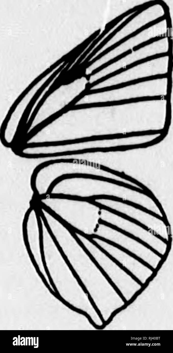 Der Schmetterling Buch Microform Ein Beliebter Leitfaden Zur Erkenntnis Der Schmetterlinge Von Nordamerika Schmetterlinge Papillons