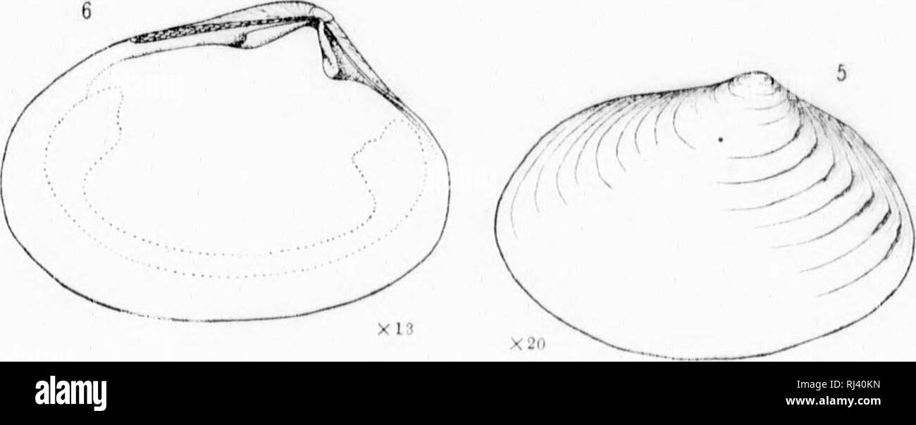 . Revision der Tiefwasser- mollusca der Atlantischen Küste von Nordamerika [microform]: mit Beschreibungen von neuen Gattungen und Arten. Muscheln; Zoologie; Mollusques; Zoologie. . Bitte beachten Sie, dass diese Bilder sind von der gescannten Seite Bilder, die digital für die Lesbarkeit verbessert haben mögen - Färbung und Aussehen dieser Abbildungen können nicht perfekt dem Original ähneln. extrahiert. Verrill, A.E. (Addison Emery), 1839-1926; Bush, Katharine J. (Katharine Jeanette), b. 1845. [Washington? : N. n. Stockfoto