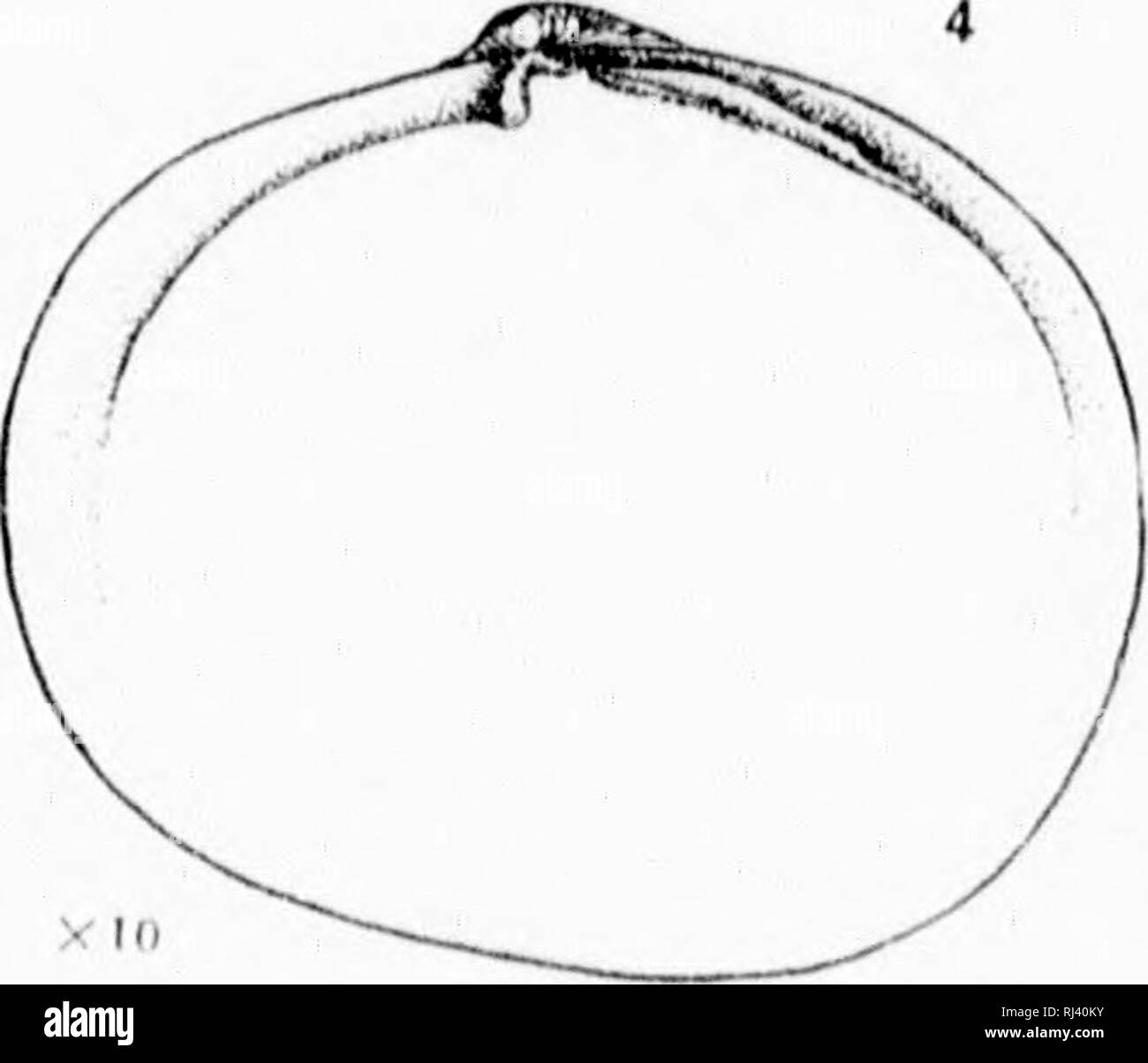 . Revision der Tiefwasser- mollusca der Atlantischen Küste von Nordamerika [microform]: mit Beschreibungen von neuen Gattungen und Arten. Muscheln; Zoologie; Mollusques; Zoologie. . Bitte beachten Sie, dass diese Bilder sind von der gescannten Seite Bilder, die digital für die Lesbarkeit verbessert haben mögen - Färbung und Aussehen dieser Abbildungen können nicht perfekt dem Original ähneln. extrahiert. Verrill, A.E. (Addison Emery), 1839-1926; Bush, Katharine J. (Katharine Jeanette), b. 1845. [Washington? : N. n. Stockfoto