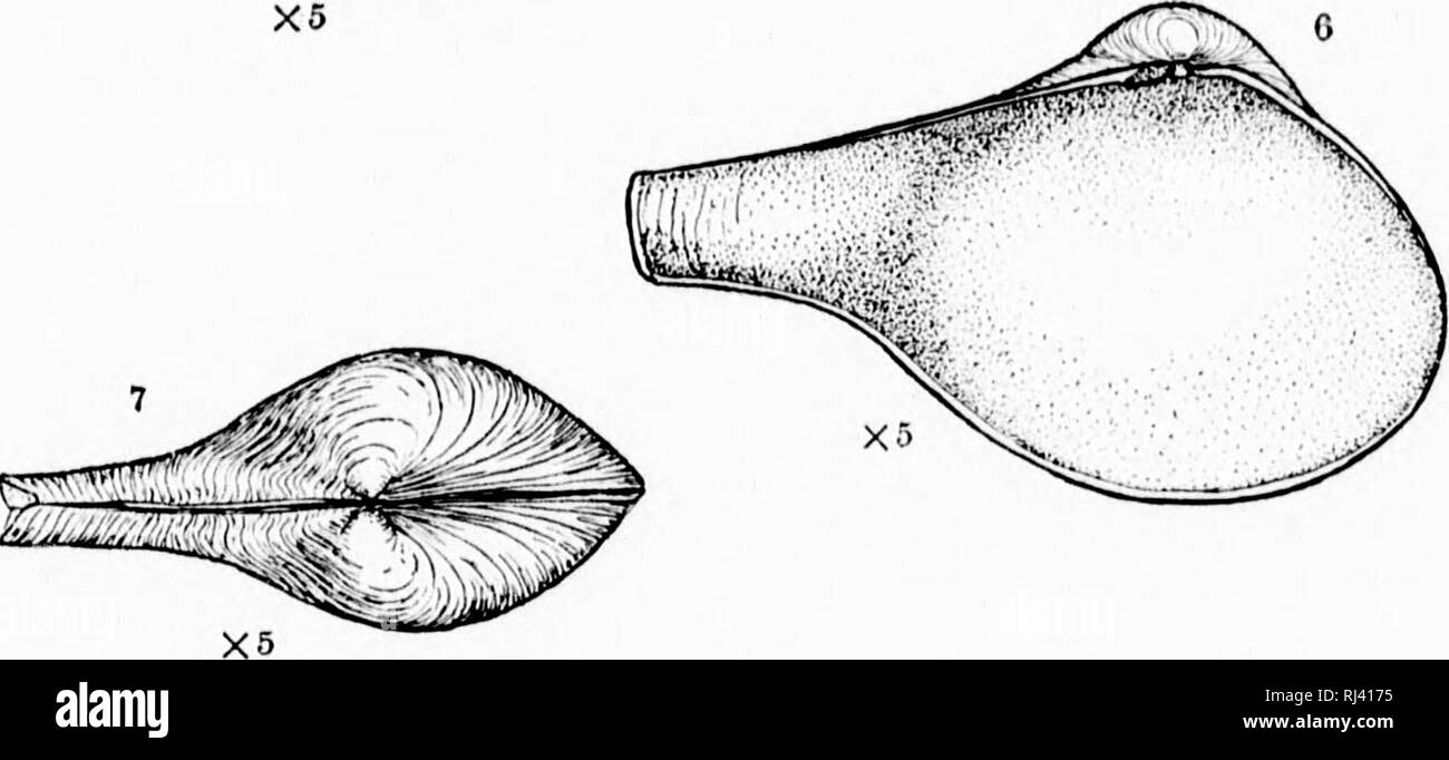 . Revision der Tiefwasser- mollusca der Atlantischen Küste von Nordamerika [microform]: mit Beschreibungen von neuen Gattungen und Arten. Muscheln; Zoologie; Mollusques; Zoologie. . Bitte beachten Sie, dass diese Bilder sind von der gescannten Seite Bilder, die digital für die Lesbarkeit verbessert haben mögen - Färbung und Aussehen dieser Abbildungen können nicht perfekt dem Original ähneln. extrahiert. Verrill, A.E. (Addison Emery), 1839-1926; Bush, Katharine J. (Katharine Jeanette), b. 1845. [Washington? : N. n. Stockfoto