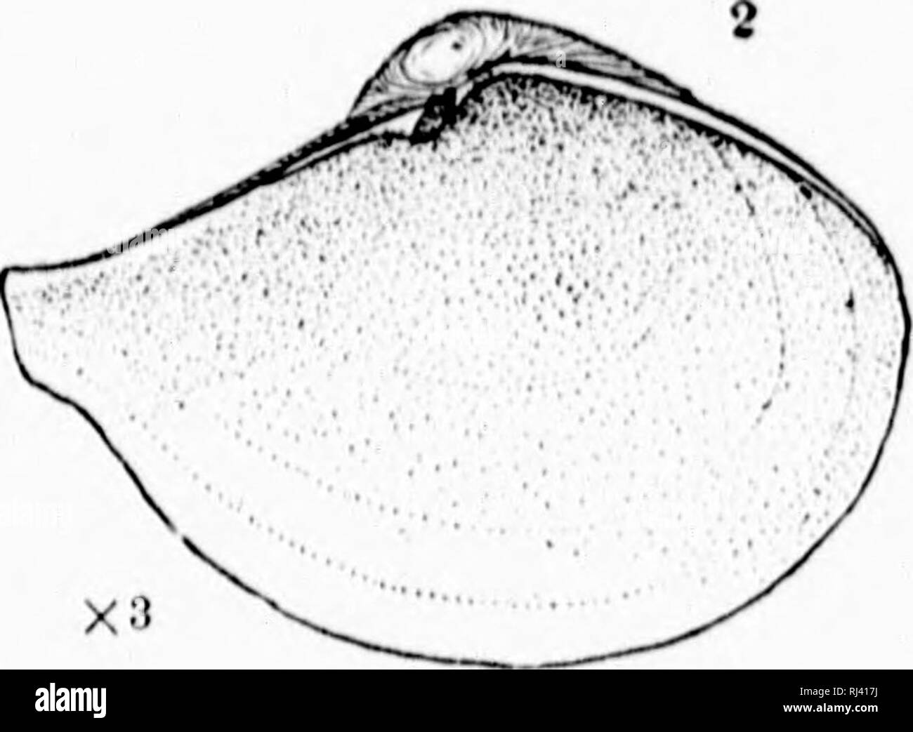 . Revision der Tiefwasser- mollusca der Atlantischen Küste von Nordamerika [microform]: mit Beschreibungen von neuen Gattungen und Arten. Muscheln; Zoologie; Mollusques; Zoologie. . Bitte beachten Sie, dass diese Bilder sind von der gescannten Seite Bilder, die digital für die Lesbarkeit verbessert haben mögen - Färbung und Aussehen dieser Abbildungen können nicht perfekt dem Original ähneln. extrahiert. Verrill, A.E. (Addison Emery), 1839-1926; Bush, Katharine J. (Katharine Jeanette), b. 1845. [Washington? : N. n. Stockfoto