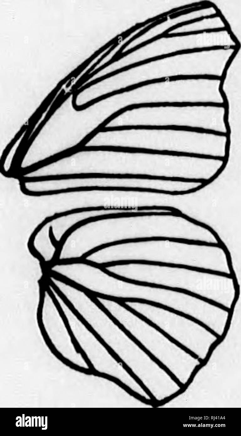 Der Schmetterling Buch Microform Ein Beliebter Leitfaden Zur
