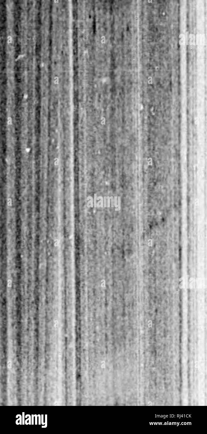 . Acadian Geologie [microform]: Die geologische Struktur, organischen und mineralischen Ressourcen von Nova Scotia, New Brunswick und Prince Edward Island. Geologie; Paläontologie; Geologie; Geologie; Naturwissenschaft; Paléontologie; Géologie; Géologie. Ich'' IV., •. m Herr B9 Ir. Bitte beachten Sie, dass diese Bilder sind von der gescannten Seite Bilder, die digital für die Lesbarkeit verbessert haben mögen - Färbung und Aussehen dieser Abbildungen können nicht perfekt dem Original ähneln. extrahiert. Dawson, J. W. (John William), Sir, 1820-1899. London: MacMillan; Halifax [N. S.]: A. und W. Mackinlay Stockfoto