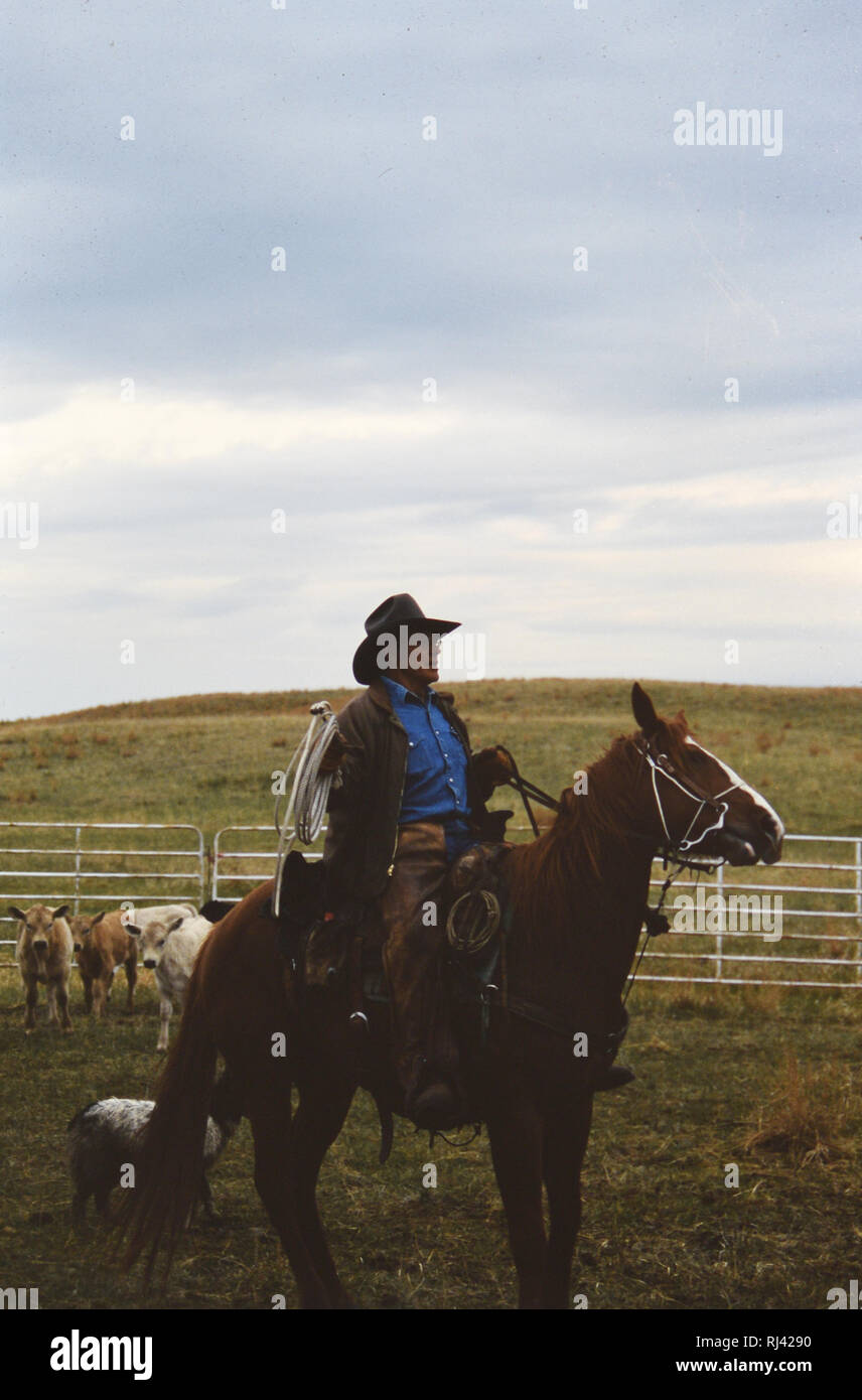 Cowboy ziehen ein Kalb, um das Feuer auf eine Nebraska Ranch im Frühjahr Branding Stockfoto