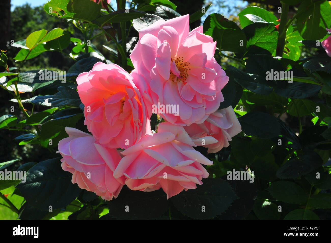 Botanik, rosenbl "Zehn, rosa, Stockfoto