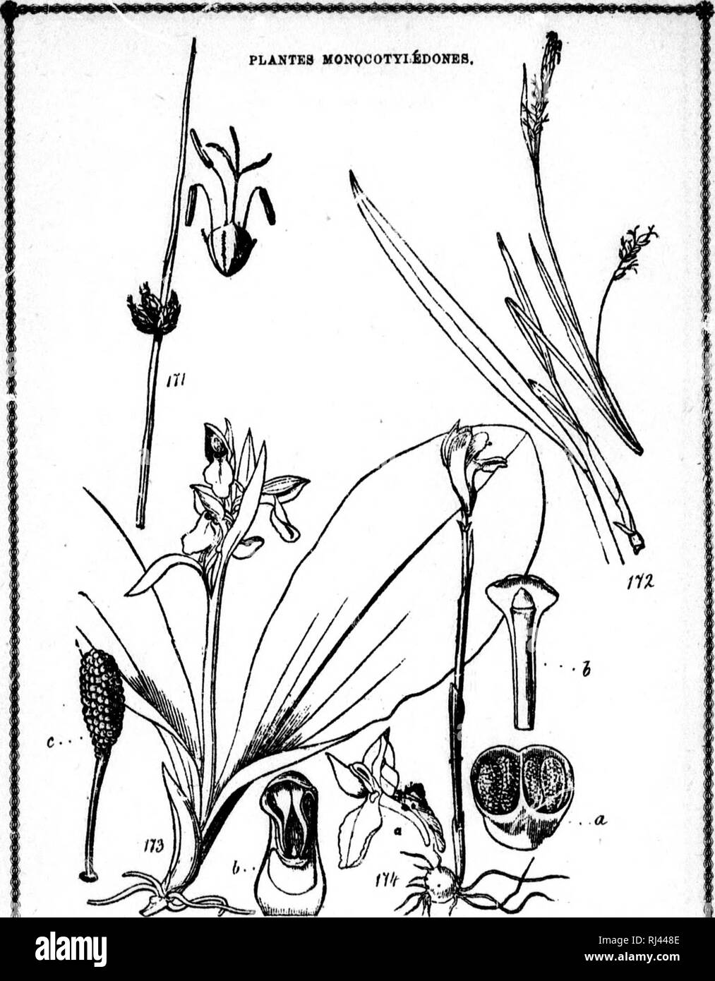 . Cours Ã©lÃ©mentaire de Botanique et Flore du Canada à l'usage des Maisons d'Ã©Bildung [microforme]. Botanique; Plantes; Botanik; Pflanzen. ^ PLAiSfCHE XXVUI.. 171. Scirpe triquÃ¨Tre, avec une fleur sÃ©parÃ©e et Gros? d. h. 172. Carex careyana, 173. Orchis brillant: Ã, une fleur sÃ©parÃ©e; b, Coupé du gynos-tÃ¨me montrant les deux Massen poUiniquee; c, poÃ ¯ Li-nie-sÃ©parÃ©e et grossie. 174. ArÃ © thuse bulbeuse: a, Coupé du gynostÃ¨me; b, ¨ re amplitiÃ anthÃ©e. - WfoA CeLjtkMorA-Eil. "Mmkmwmhm. Bitte beachten Sie, dass diese Bilder aus gescannten Seite Bilder, die digital enha wurden extrahiert werden Stockfoto