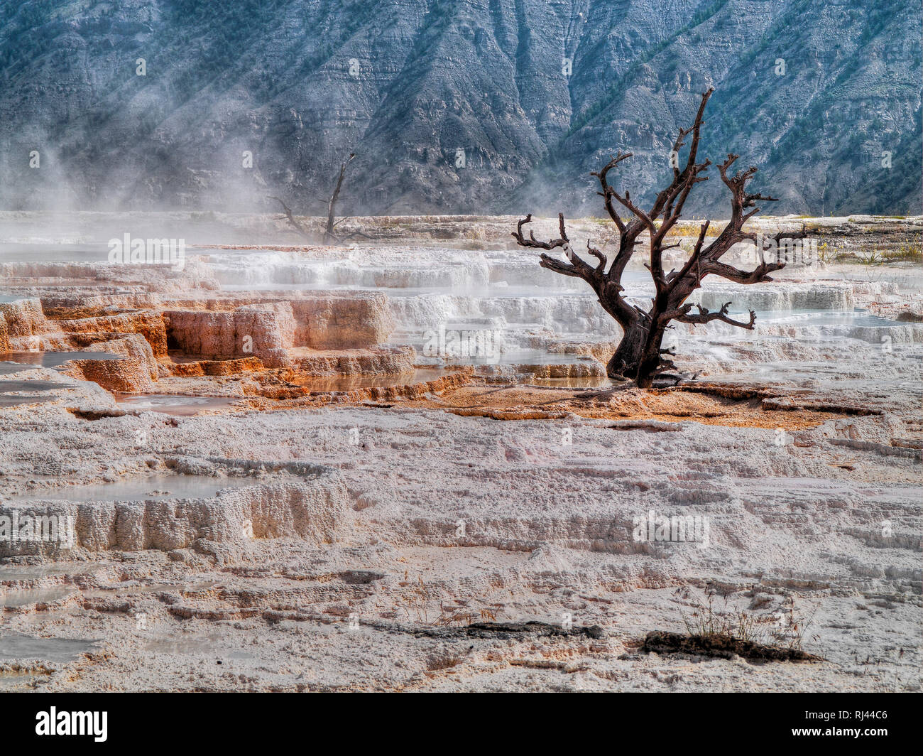 Kanarischen Frühling, Yellowstone National Park, Wyoming, USA Stockfoto