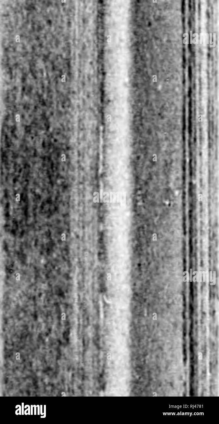 . Auf der fossile Pflanzen der Unteren Karbon und Mühlstein grit Formationen von Kanada [microform] Bericht. Paläobotanik; Geologie; Paléobotanique; Géologie. 40 kanadische Fossilien.. Bitte beachten Sie, dass diese Bilder sind von der gescannten Seite Bilder, die digital für die Lesbarkeit verbessert haben mögen - Färbung und Aussehen dieser Abbildungen können nicht perfekt dem Original ähneln. extrahiert. Dawson, J. W. (John William), Sir, 1820-1899; Geological Survey von Kanada. [Montreal? : N. n. Stockfoto