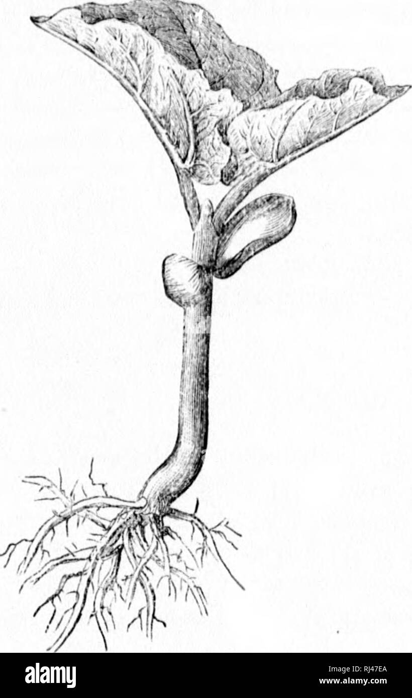 . Ein Handbuch der medizinischen Botanik von Nordamerika [microform]. Botanik, Medizin; Botanik; Botanique médicale; Botanique. Pflanzliches Wachstum und Reproduktion ^. 3 frround, dessen zwei Teile tliverfirin {^ und oxliibiting zwischen tlicni eine Knospe, entwickelt ein paar grüne Blätter mit im eingreifenden Bud (Abb. 5). Dieser Knospe entwickelt andere Blätter, und so weiter, die weiter nach oben Wachstum der Pflanze, sondern um eine Wiederholung des Prozesses. In der Axi's der Blätter, Knospen sind auch entwickelt, und diese wachsen in einer Weise ähnlich der des juuiu hteni, so dass das Werk geht von einer mehr oder weniger symmetrisch verteilt - Stockfoto