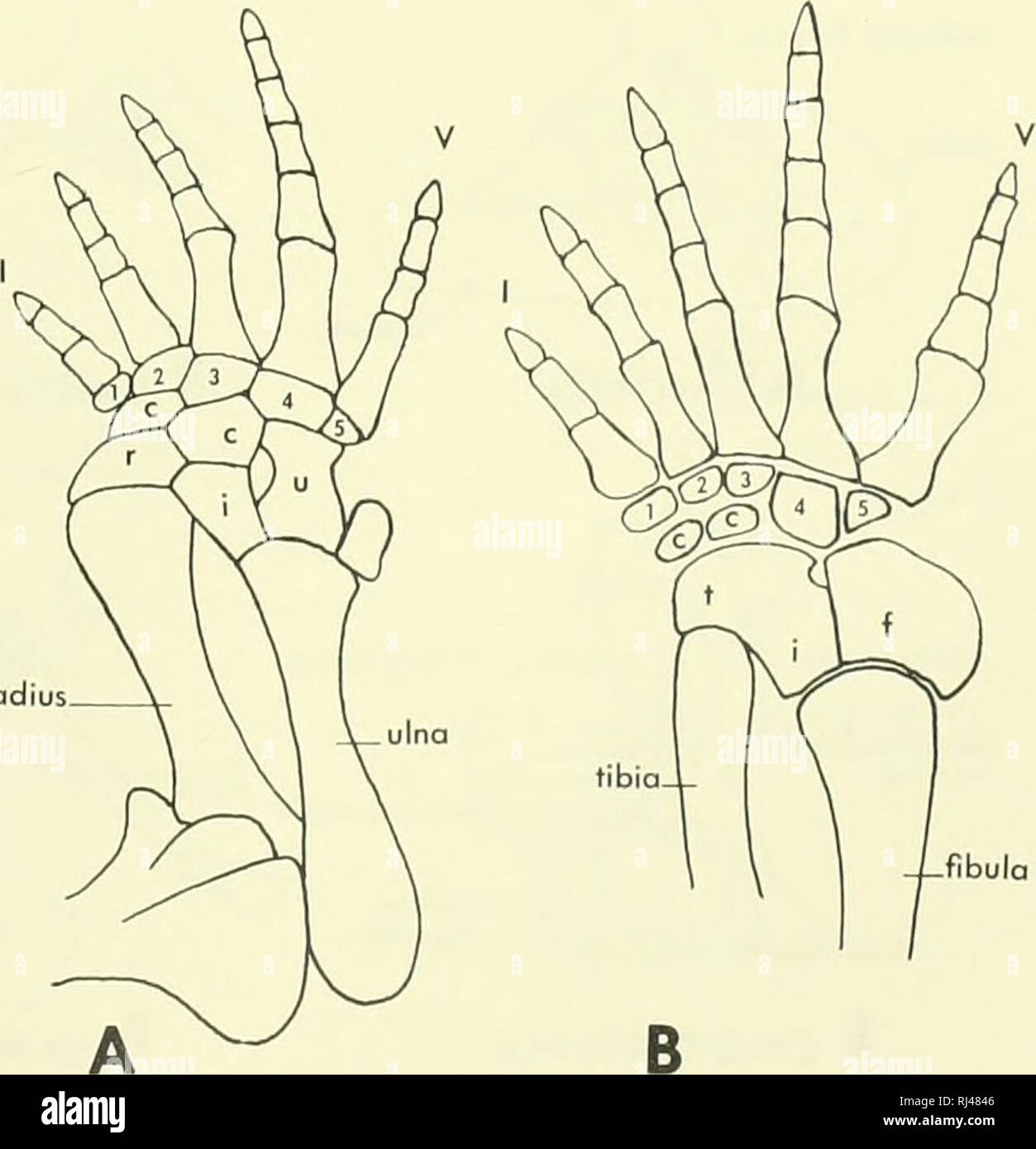 . Stellung der Morphologie. Morphologie (Tiere); Chordata. pisiforme 1 verkalkte 'Fibel Abbildung 6-50. Manus und pes von Tupinambis, A und B, und Sphenodon, C und D. Die Struktur der carpus in den frühen Reptilien ist nicht eindeutig offenbart, sondern eine captorhinid und die pelycosaurs (Abbildung 6-51) sind durchaus wie Sphenodon. Seymouria erscheint mindestens eine Centrale gehabt zu haben. Die Anzahl der Ziffern Fünf war in diesen Reptilien, und die phalangeal Formel war 2-3-4-5-3. Unter später Reptilien, einschließlich der lebenden Arten, eine Reduzierung der Anzahl der carpais oder Ziffern ist aufgetreten. Der Alligator fehlt ein INTERME Stockfoto