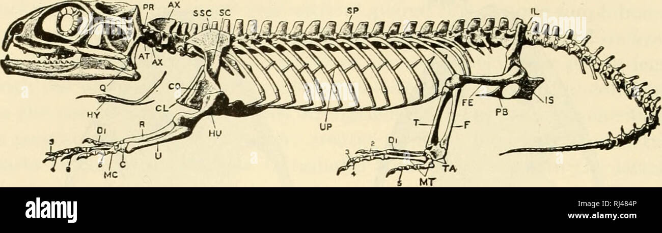 . Die chordates. Chordata. 170 Vergleichende Morphologie der Chordates. Abb. 363. Skelett von Sphenodon. (AT) Atlas; (AX) Achse; (C) Handwurzelknochen; (CL) Schlüsselbein; (CO) coracoid; (Dl, 2, 3, 4, 5) Ziffern; (F) Fibel; (FE) Femur; (HU) Humerus; (HY) hyoid; (IL) Ilium; (IST) Sitzbein; (MC) metacarpals; metatarsals (MT); (PB) pubis; (PR) pro-Atlas; (Q) Quadratische; (R) Radius; (SC) Schulterblatt: (SP) Wirbelsäule (weist auf den Prozess der Dornfortsätze der Brustwirbel): (SSC) suprascapula; (T) Tibia; (TA) tarsals; U) Ulna; (BIS) uncinate Prozess. (Nach Headley. Von Parker und Haswell: "Text-Book von Stockfoto