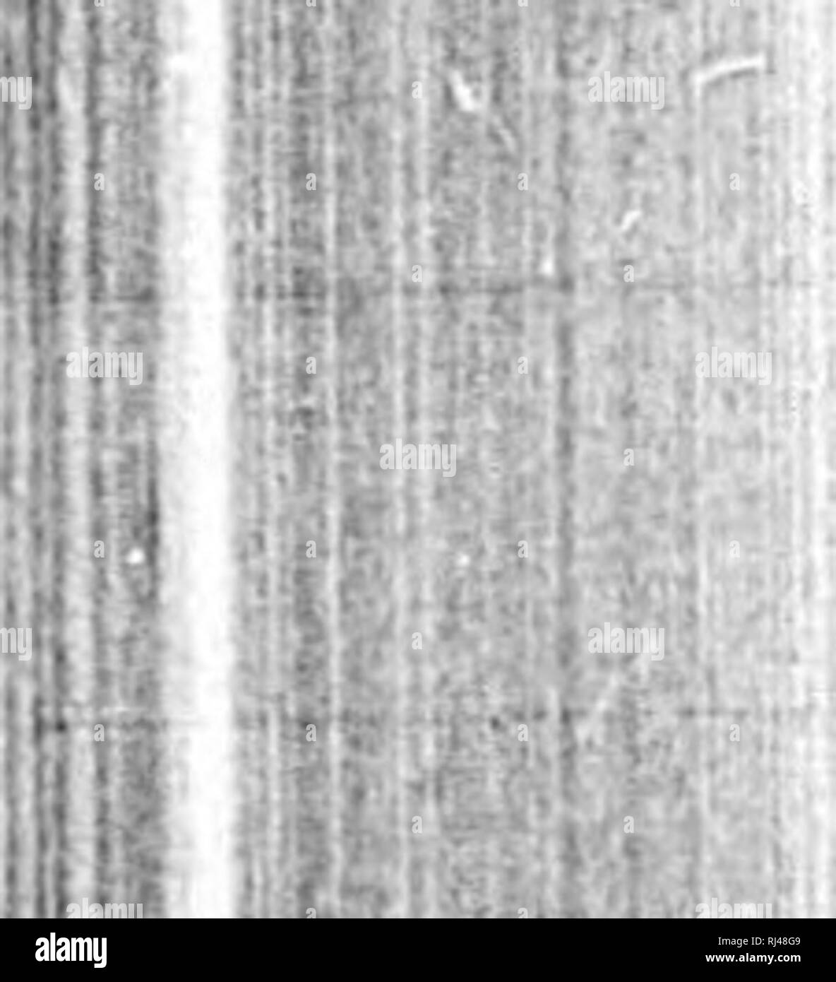 . Die Vögel von Ontario [microform]: Eine Liste von Vögeln, die in der Provinz Ontario beobachtet, mit Ihrer Gewohnheiten, Verteilung, Nester, Eier, &Amp; c. Vögel; Oiseaux. 123. LAGOPUS LAGOPUS (Linn.). H0. Willow Ptarmig^ ein. Bill Stout, so hoch wie der Abstand von der nasalen Groove auf seiner Spitze. Im Sommer rufous oder Orange - Kastanie auf dem Kopf und Hals: die Federn von der Rückseite schwarz, sondern eng verjähren mit gelblich-braun und Kastanien. Im Winter weiß, der Schwanz schwarz mit Weiß. Länge, 15 bis 17; Wing, über S; Schwanz, 5-50. Hab. Arktis Südamerika, nach Sitka und Labrador Stockfoto