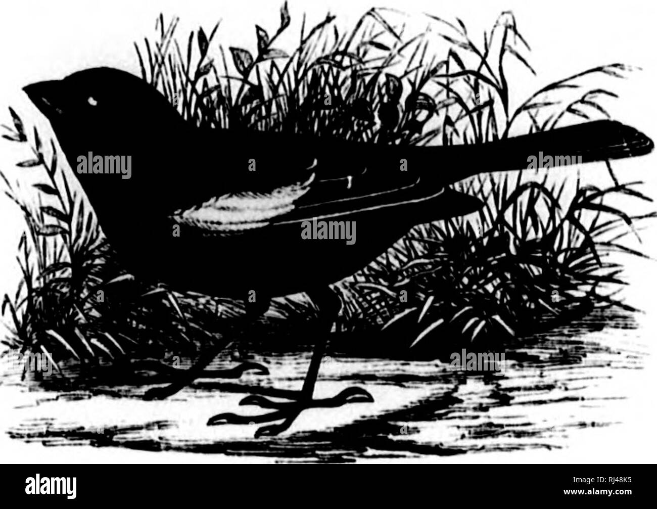 . Eine Geschichte der nordamerikanische Vögel [microform]: Land der Vögel. Vögel, Ornithologie; Oiseaux; Ornithologie. FIUXGILLID. E - der Finken. 61 Tliis Gattung ist gut clmnictorizeil l) y Die großen geschwollenen Bill, mit seinen geschwungenen cuhiien; tlie große kräftige Füße iuul cliiws; Der lange Flügel, ein wenig länger tliiin den Schwanz und mit der Ter-tiids Solange die i) riniaries; WJLt^'/fJii 6&amp; '^/Jja K die ersten Federkiele lour (ai) gleich, und ahruptly lougest; Die; Schwanz kurz und graduierte. Die einzige Gruppe von Nordamerikanischen Spizcllimv, mit dem tertials et^ ual zu den Vorwahlen in den geschlossenen Flügel, ist ICH" als^ Hc Stockfoto