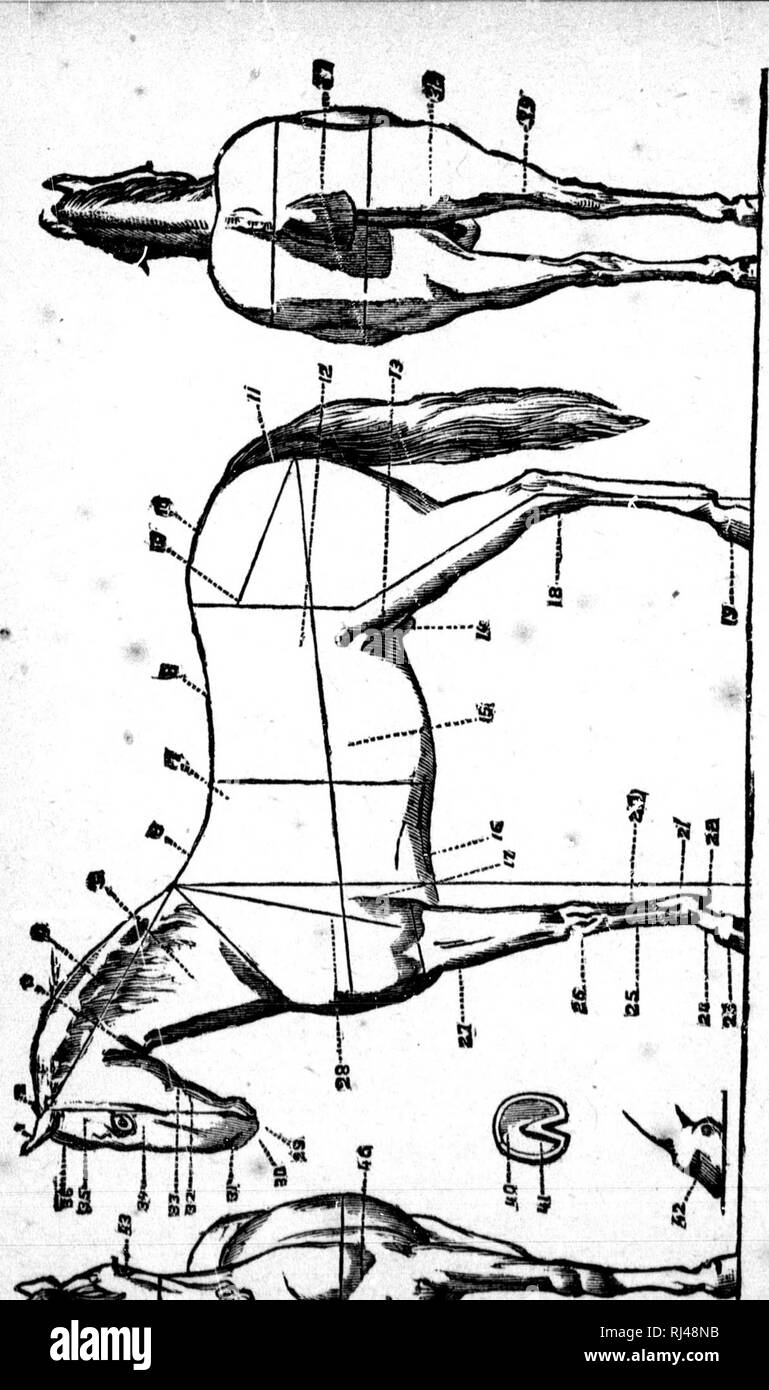 . Le manuel vétérinaire Canadien [microforme]. Chevaux; Pferde. ich Ich. Bitte beachten Sie, dass diese Bilder sind von der gescannten Seite Bilder, die digital für die Lesbarkeit verbessert haben mögen - Färbung und Aussehen dieser Abbildungen können nicht perfekt dem Original ähneln. extrahiert. Faust, A. [Montréal? : N. n. ] Stockfoto