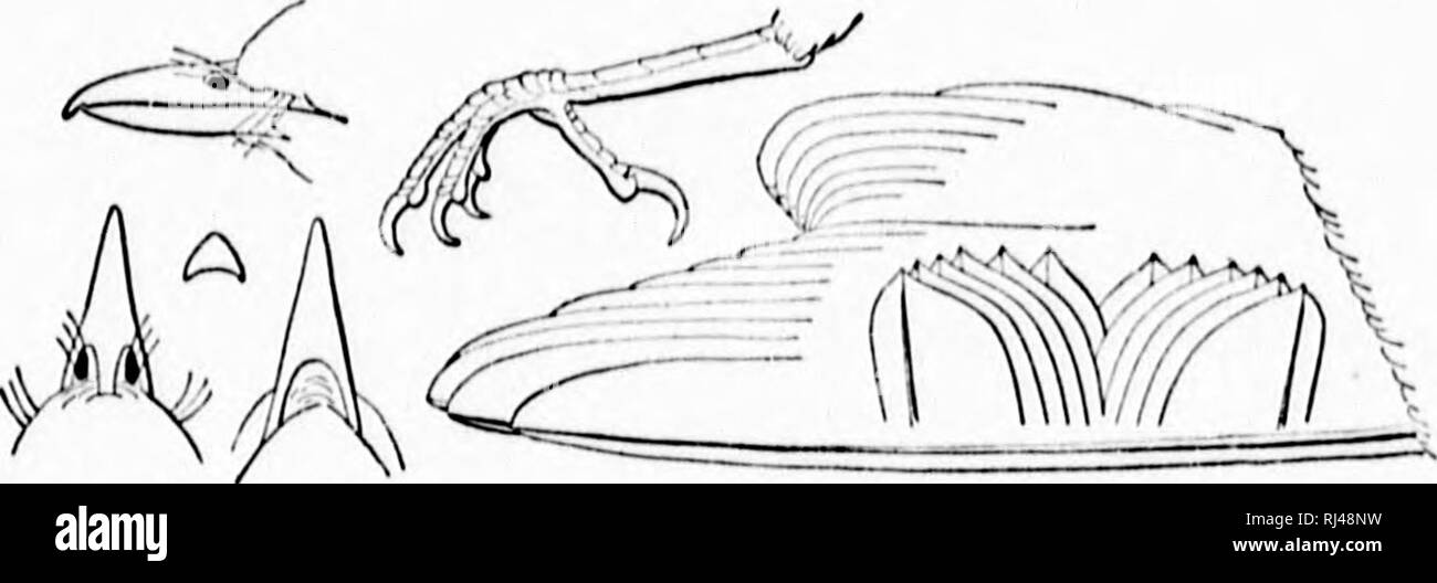 . Schlüssel für nordamerikanische Vögel [microform]: Enthält eine kurze Beschreibung aller Arten von Wohn- und fossiler Vogel derzeit vom Kontinent nördlich der mexikanischen Grenze und der Vereinigten Staaten bekannt. Vögel, Ornithologie; Oiseaux; Ornithologie. VIIIKOMI)*, VIIIKOH. iit. Zu IIC-tcH contiiiont, nnd Bcvornl von fhcin nliundiint iiro Vögel t) f tlio Atlantischen Staaten, inliahlt-iii;^Wälder und slniililii 'Ich' V. "Ich "l"'y Kunst" cxflnsivcly inscctivurous und Arc tlidt Loro nci 'fs. Sarily nii;;;;;;;; latiludcs ralory in oin'. 'Ich' ein nciil iicn Imild Licy-ilc in Llu ni l'I'Nrk eines liranclilit, und Stockfoto