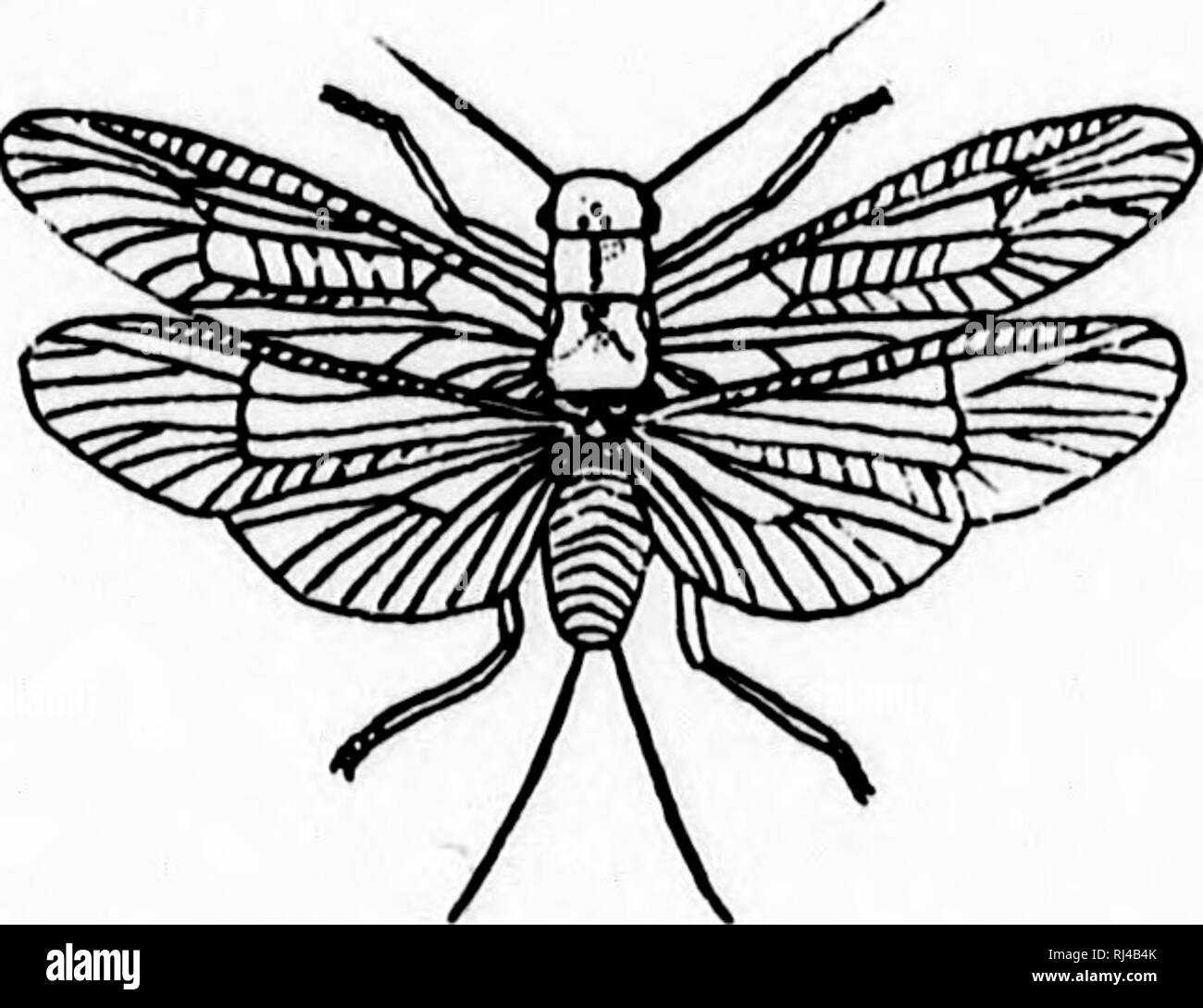 . Ein Lehrbuch der wirbellosen Morphologie [microform]. Wirbellose; Morphologie (Tiere); Invertébrés; Morphologie (ANIMAUX). Typ TRACHEATA. 607 Gerät ist das "Maske bezeichnet." Bespiration ist der von Trachealen Kiemen, Agrion cousisting i.e. von drei leaflike pro-Zessen an der posterioren eud des Körpers befinden, und auch durch die Termi lal Teil des Darmes, in wliich Wasser wird genommen und die ist reichlich mit tracheie geliefert. Das Wasser kann gewaltsam aus dem Darm abgeschoben werden, in dem das Insekt auf dem Wasser zu treiben, falls es dies wünscht. Die Metamorphose ist Inco Stockfoto