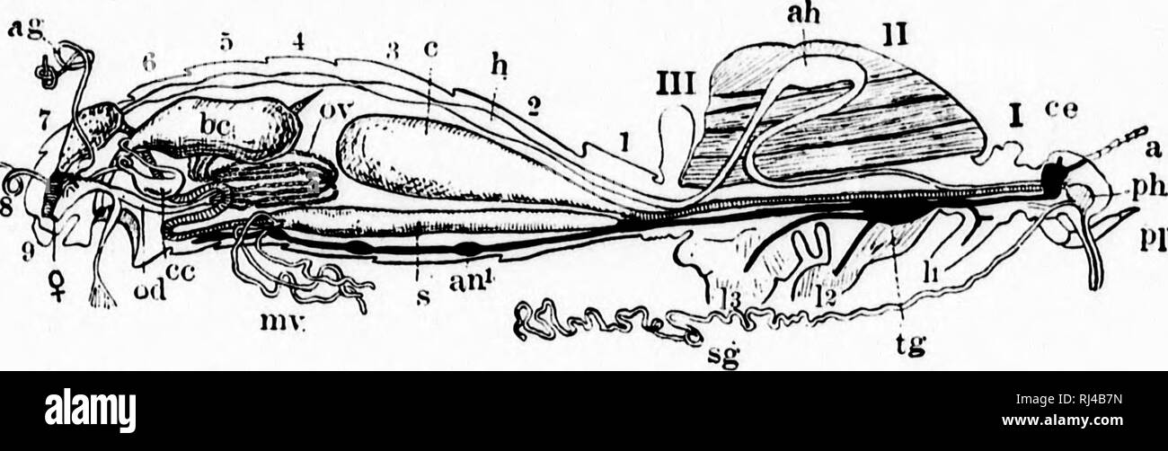 . Ein Lehrbuch der wirbellosen Morphologie [microform]. Wirbellose; Morphologie (Tiere); InvertÃ © brÃ©s; Morphologie (ANIMAUX). Â â^i&gt; "rrmtim ** iri^: u TYP TRACHEATA. 493 Licht gleich in iuteusity der Firefly mit dem expeuili - ture von so wenig Energie. Der Verdauungstrakt ist in der Regel komplizierter als ie andere Klassen von Tracheates und wird in der Regel mehr oder weniger verdreht oder verzerrte in der Bauchgegend, so dass in der Regel ist er länger als der Körper. T-ie Mund ist vor durch eine in der Regel große Oberlippe oder Labrum, in der Regel mit dem Mund beschrieben - Teile begrenzt, aber Dist Stockfoto