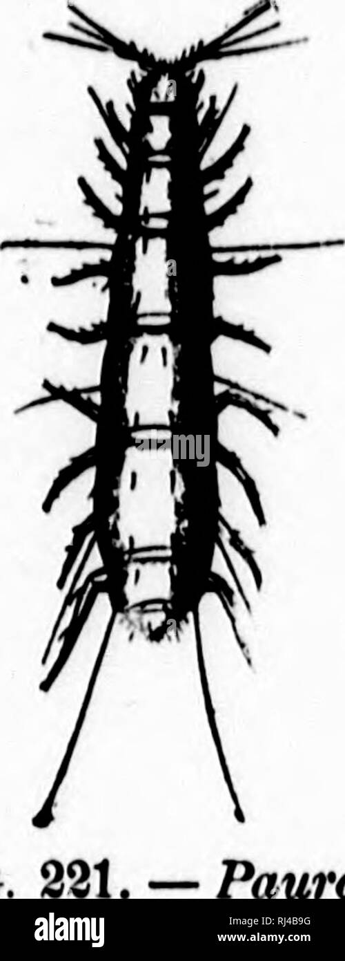 . Ein Lehrbuch der wirbellosen Morphologie [microform]. Wirbellose; Morphologie (Tiere); Invertébrés; Morphologie (ANIMAUX). 482 wirbellose Morphologie. Fio. Pauropus fu-SIOU von ceitiiiu raetamereH paarweise, so dass zwei Paare von anhängseln scheinen einige der Segmente zu gehören, die doppelte Natur der Weitere showf durch das Auftreten in tiiem von zwei Paaren von Nerv - Ganglien. Die anteuuju (Abb. 221) bemerkenswert sind in Form, bestehend aus einem 4-gelenkwelle basalen Teil, die an der Spitze bifurcates, einer der Bifurkationen Lager zwei lange tiagella und eine eigentümliche sphärischen angepirscht Körper, Stockfoto