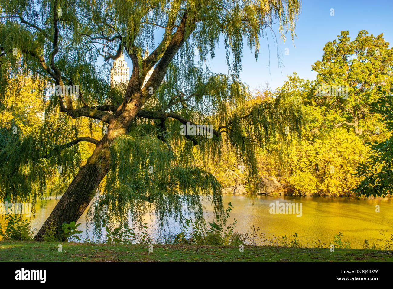 Schiefe Willow Tree von einem Teich im Central Park, New York City während der Bunte Herbst Saison. Stockfoto