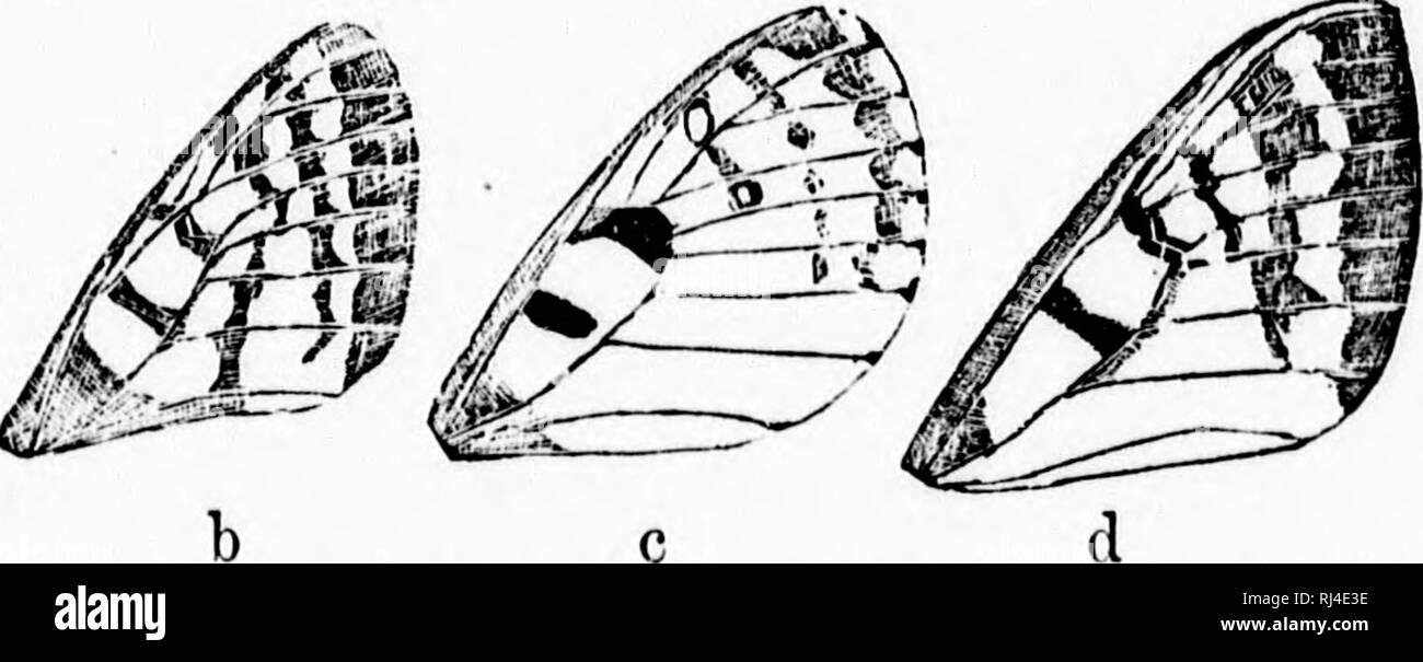 . Ein Handbuch der Nordamerikanischen Schmetterlinge [microform]. Schmetterlinge; Papillons. NORTH AMERICAN RriTERFLIES. 17 E, S. SMIN-ove, cremig mit düsteren, id vitliin ist 1, 1 3 und inneren&gt; pro Marge lar Mitte-s und Flecken sind auch oc-e conspicu-) solange Ich 'ansparent. rcrescents; r Es gibt so eine abgesicherte, ich und weiß Ted im Irs im Juli ab Typ -; Markierungen dabei II und blasse ck-Beringt. Innere ein - 1 g des Hind - mit einer Reihe von dreieckigen weißen Flecken und die Bands der zentralen Zelle sind breiter und dunkler; und es gibt einige schwarz-umrandete, rote Flecken, drei in der weiblichen und gelegentlich ein Stockfoto