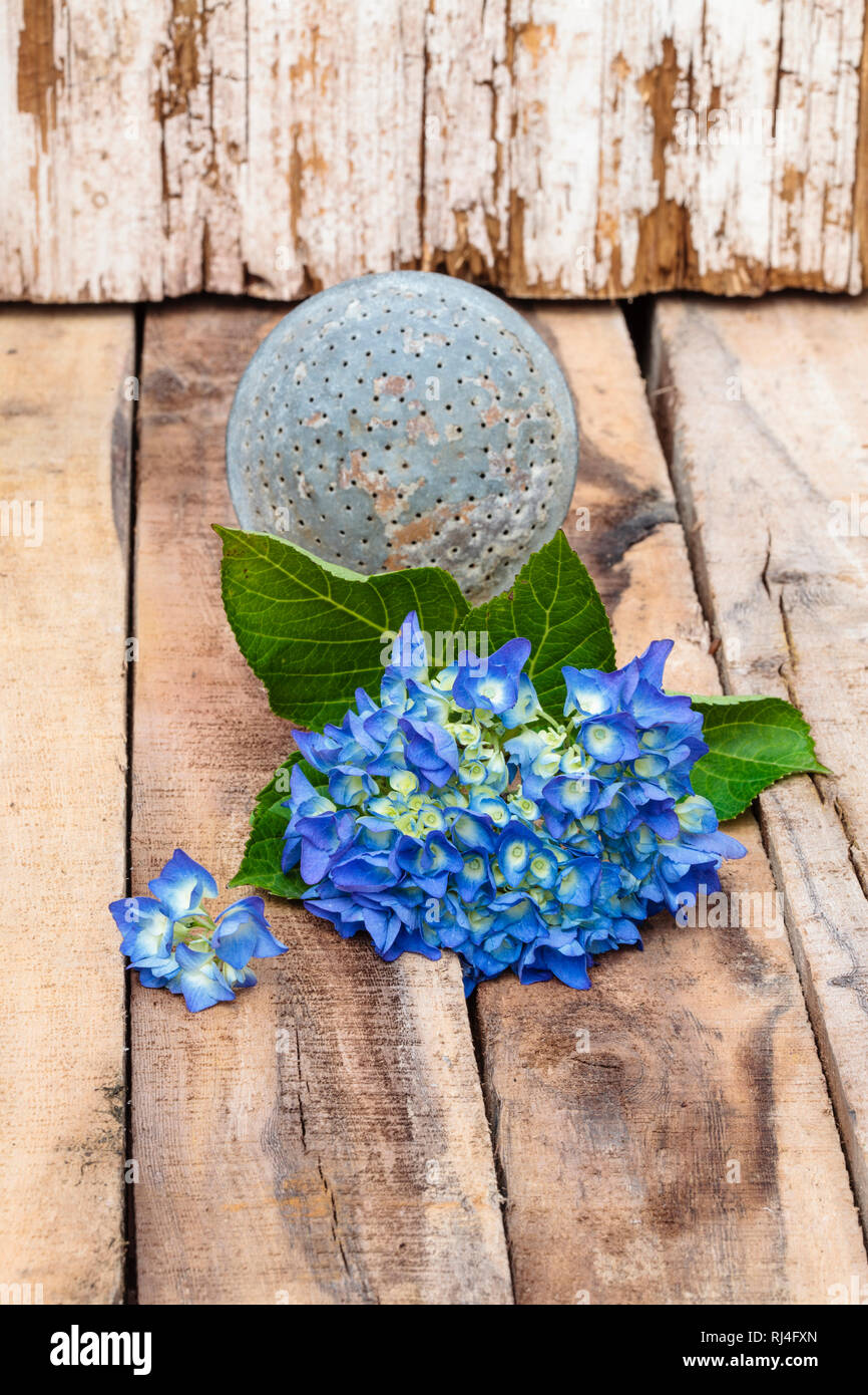 Blaue Hortensie, T?lle einer Gie?Kanne, h?lzerner Untergrund, Stockfoto