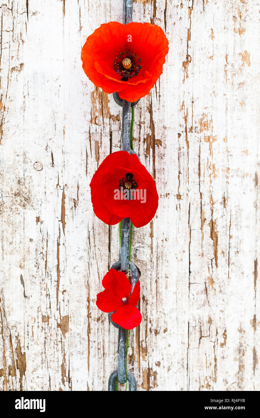 Gartenmohn, Kette, verwitterter Holzuntergrund Stockfoto