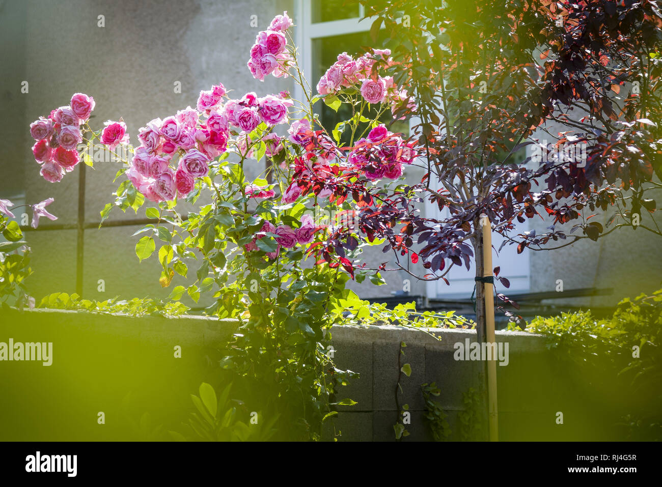 Strauch aus Rosen, Arten centifolia, klettert über den Zaun Stockfoto