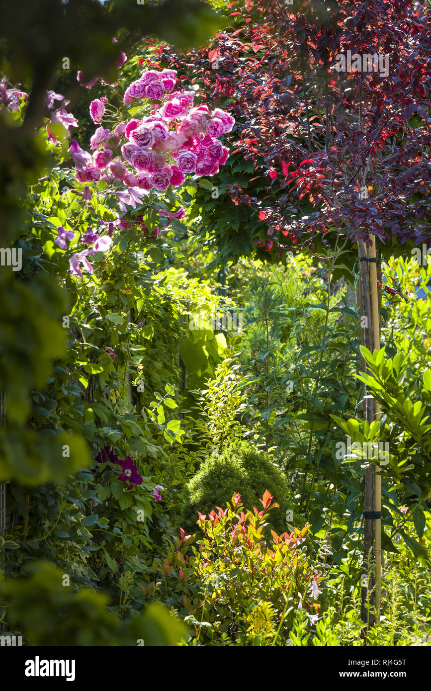 Garten noch Leben mit Kohl Rosen Stockfoto