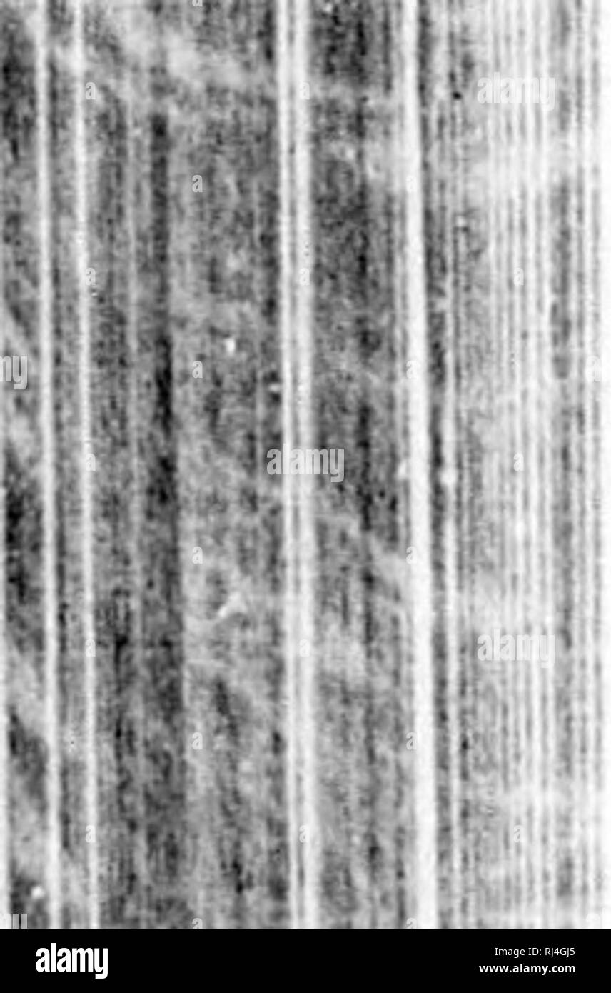 . Erzählung einer Reise in das Polarmeer während 1875-6 in S.M. Schiffe 'Alert' und 'Discovery' [microform]. Alert (Schiff); Entdeckung (Schiff); Alerte (Navire); Entdeckung (Navire); Naturgeschichte; Sciences Naturelles. Ich" "ICH-15 * M |,; f 5^^'! Sill'. iM 208 ANHANG. Nr. IX. Abstand. Die dorsale Gehörknöchelchen stellen eine regelmäßige rectaugiUar ariaugeirient; und die Zwischenräume, die sehr klein sind und von einem einzigen Papula, Form belegt, in Folge, regelmäßige longitudinale und transversale rectilineal Serie. Von jeder Kreuzung sulxpadrate Federn eine kleine Gruppe von drei bis fünf kurze Dorsa Stockfoto