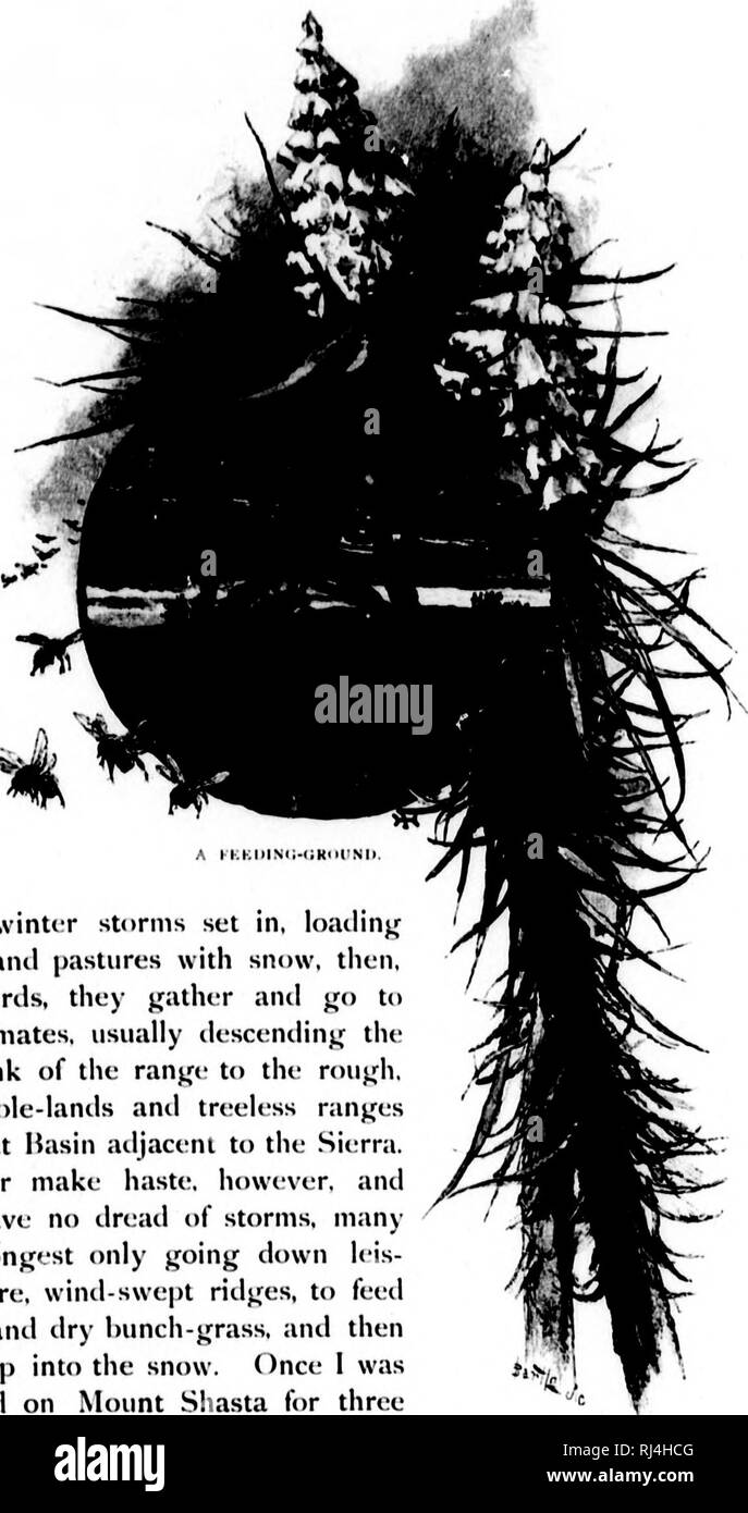 . Sport mit Gewehr und Rod in der amerikanischen Wälder und Gewässer [microform]. Jagd; Jagd; Angeln; Fischen; Chasse; Chasse, Pêche sportive; Pêche sportive. •! Ich 288 riic Mitte Slurp von tliv Sicrm. 4. Wenn Winterstürme, loatlinj^ Ihre hij^ hlanil Weiden mit Schnee f, dann, wie die l) irils, j^ Vater und Jfo zu den wärmeren chmates. Normalerweise tlescenclinj^r die Ostflanke des ranj^e Der rouj^ di, vulkanische Tabelle - Länder und Baumlosen ranj^ es Des (ireat Hasin ailjacenl in die Sierra. Sie nt. Habe r Eile, jedoch scheinen keine dreatl aiul Stürme, viele Der stronjjest nur} j zu haben; tun Stockfoto