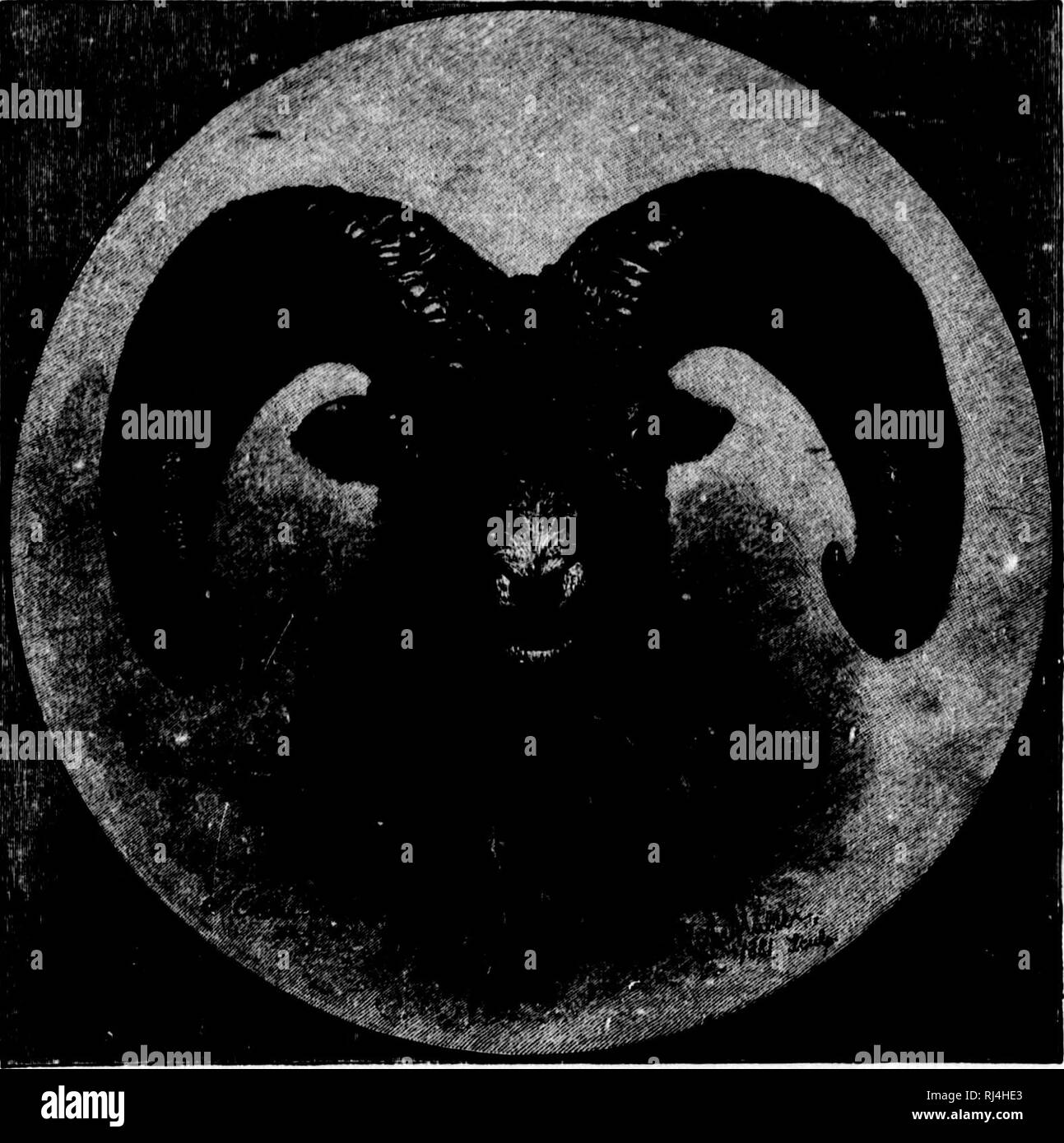 . Sport mit Gewehr und Rod in der amerikanischen Wälder und Gewässer [microform]. Jagd; Jagd; Angeln; Fischen; Chasse; Chasse, Pêche sportive; Pêche sportive. Ij. t I;: Ji; ifl W I I in: II - IjiS. Bitte beachten Sie, dass diese Bilder sind von der gescannten Seite Bilder, die digital für die Lesbarkeit verbessert haben mögen - Färbung und Aussehen dieser Abbildungen können nicht perfekt dem Original ähneln. extrahiert. Mayer, Alfred M. (Alfred Marshall), 1836-1897. New York: Jahrhundert Stockfoto